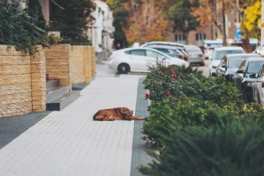 Evsiz, üzgün, terk edilmiş sokak köpeği kaldırımda uzanmış uyuyor.