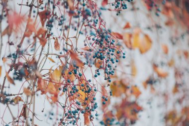 Sonbahar arkaplanı. Güzel üzümler ve kırmızı yapraklar. Yakın plan. Sonbaharda yaban üzümleri