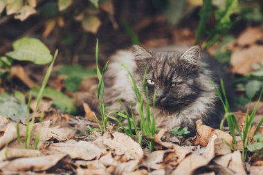 Doğada sonbahar yapraklarının üzerinde duran tüylü kedi. Kedinin güzel gözleri var. Kedi okşanmak istiyor..