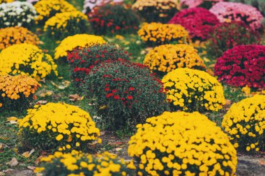 Çiçekçide beyaz, pembe, kırmızı ve sarı kasımpatı bitkileri. Burgundy Chrysanthemums bahçesi ya da açık hava parkı. Yapraklar desenli kasımpatı çiçeği renkli çiçek arkaplanı. 