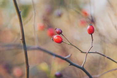 Çalı üzerinde olgun gül kalçaları. Rosehip 'te. Meyve ve sebze. Bitkiler ve bitkiler. Ağaç ve ağaçlar. Doğal ortamda bir çalılık yaban gülü meyvesi. C vitamini kaynağı. Sağlıklı meyveler..