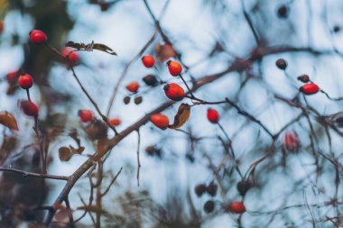 Çalı üzerinde olgun gül kalçaları. Rosehip 'te. Meyve ve sebze. Bitkiler ve bitkiler. Ağaç ve ağaçlar. Doğal ortamda bir çalılık yaban gülü meyvesi. C vitamini kaynağı. Sağlıklı meyveler..