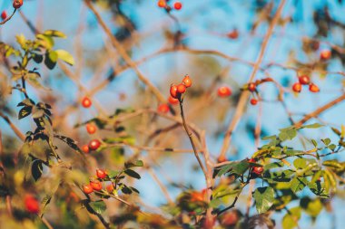 Gül kalçası, çalı, meyve, kendi kendine yetme, bahçe. Dallarda kırmızı gül üzümü. Hawthorn meyveleri ağaçlarda ve çalılıklarda yetişen küçük meyvelerdir.