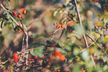 Dallarda kırmızı gül üzümü. Gülüzümlü romantik sonbahar hayatı. Kırışık güllük gülistanlık böğürtlenleri sonbaharda bir çalılıkta. Hawthorn meyveleri ağaçlarda ve çalılıklarda yetişen küçük meyvelerdir.