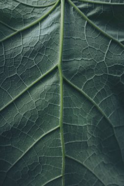 Yeşil yaprağın makro dokusu, yaklaşın. Yeşil Yaprak dokusu. yeşil kaplama çarşaf fabrikası. 