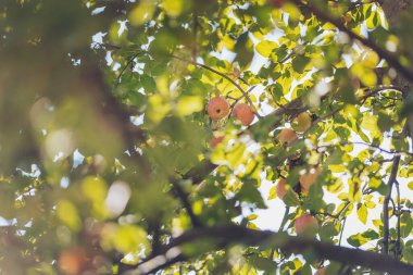 Elma dalında elma. Akşam ışığında elmaları elma ağaçlarının üzerine düşür. Armut dibine düşermiş..