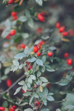 Sonbaharda kırmızı böğürtlenli bir dogrose çalısı. Seçici yumuşak odak, bulanık arkaplan. Dallarda kırmızı gül üzümleri. 