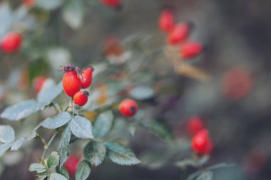 Bir dalda kırmızı böğürtlen. Dallarda kırmızı gül üzümü. Rosehip 'le romantik bir sonbahar. Kırışık güllük gülistanlık böğürtlenleri sonbaharda bir çalılıkta. Hawthorn meyveleri ağaçta yetişen küçük meyvelerdir.
