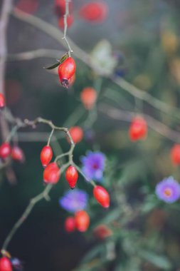 Bir dalda kırmızı böğürtlen. Dallarda kırmızı gül üzümü. Rosehip 'le romantik bir sonbahar. Kırışık güllük gülistanlık böğürtlenleri sonbaharda bir çalılıkta. Hawthorn meyveleri ağaçta yetişen küçük meyvelerdir.
