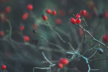 Sonbahar sahnesi. Kırmızı dikenli böğürtlenleri bulanık arkaplanda kapat. Dallarda kırmızı gül üzümü. Hawthorn meyveleri ağaçlarda ve çalılıklarda yetişen küçük meyvelerdir.. 