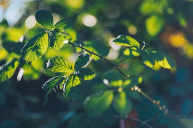 Rüzgarda sallanan bir ağacın zengin yeşil yaprakları. Güzel yuvarlak bokeh. Güneş parlıyor. Soyut, doğa yeşil yaprak arkaplan 