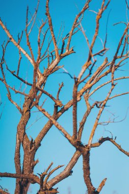 Parlak Mavi Gökyüzü Arkaplanı olan ağaç dalları. Yapraksız kurak mevsim ağacı. Sonbahar arka planında güzel bir ağaç dalı.