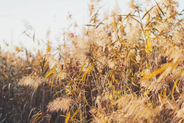 Altın kazıklı sazlıklar rüzgarda sallanıyor. Bulanık, doğa dolu bir arka planı var. Sonbaharın rüzgarlı esintisi. Pampas Çimeni Parlak Sonbahar Gökyüzü.