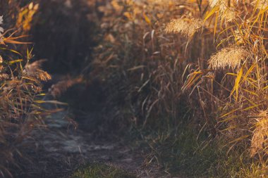Sonbaharda alacakaranlıkta otların ve ışığın büyüsünün yolu. Kırsal kesimde. Altın kazıklı sazlıklar rüzgarda sallanıyor bulanık, doğa dolu bir arka planla. 