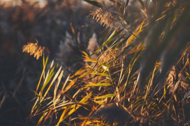 Golden spiked reeds sway in the wind with a blurred, nature-filled background. windy essence of autumn. Pampas Grass with a Bright Autumn Sky. clipart