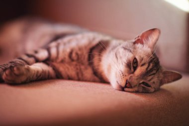 Çizgili üzgün kedi korkmuş gözlerle evde bir kanepede yatıyor. Hayvan hastalığı. Hasta ve bunalımlı bir kedi yavrusu. Veteriner, veteriner kliniği ve evcil kediler için veteriner hekimliği, hayvan sağlığı hizmetleri