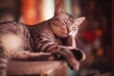 Çizgili üzgün kedi korkmuş gözlerle evde bir kanepede yatıyor. Hayvan hastalığı. Hasta ve bunalımlı bir kedi yavrusu. Veteriner, veteriner kliniği ve evcil kediler için veteriner hekimliği, hayvan sağlığı hizmetleri