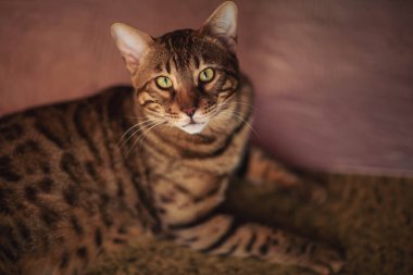 Yerde oturan sevimli Bengal kedisinin portresi. Evcil hayvan. Şirin kedicik. Kedi ev hayvanı oldu. Güzel gözlü Bengal Kedisi 