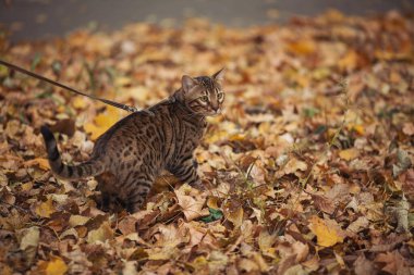 Sonbaharda açık havada tasmalı Bengal kedisi, vahşi kedi portresi. Doğada yürüyüş yapan bir hayvan. Sonbahar parkında tasmalı evcil kedi. Tatlı hayvan gezgin macerası.