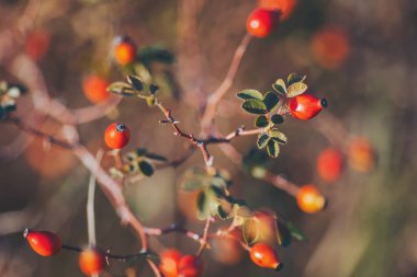 Gül üzümü hasadı. Dallarda kırmızı gül üzümü. Kalp sağlığı, yeşil ilaç ve güzellik tedavisi için sağlıklı vitamin gıdaları. Kırışık güllük gülistanlık böğürtlenler Sonbaharda bir çalıda.