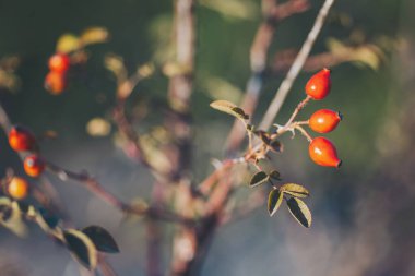 Sonbaharın sonlarında güzel, yaban gülü kalçaları. Güneşli havada kırmızı böğürtlenli gül ağacı. kalp sağlığı, yeşil ilaç ve güzellik tedavi konsepti için sağlıklı vitamin gıdaları