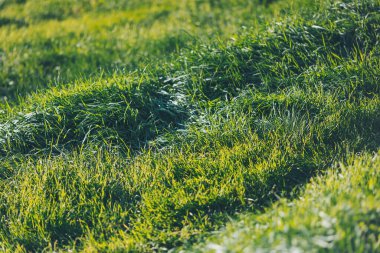 Renkli yeşil çimenler. Ilık turuncu günbatımının aydınlattığı vahşi bir tarlada çimenler..