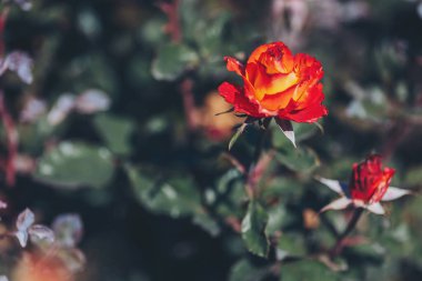 Güzel turuncu kırmızı güller açıyor. Gül bahçesi parkı. Muhteşem kırmızı gül. Renkli, güzel, bahçede narin bir gül