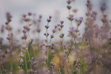 Çiçek açan lavanta tarlası. Bulanık mor arka planda lavanta filizleri. Temel petrol kültürü. Aromaterapi konsepti. Lavanta yağı. Kozmetoloji.