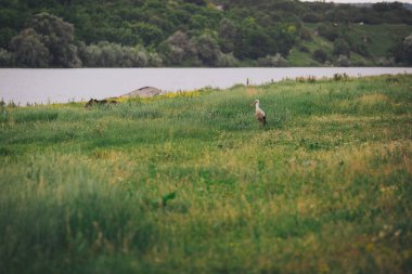 Yeşil çayırdaki güzel leylek. Vahşi hayat. Leylek yazın tarlada olur. Yalnız bir beyaz leylek, ağustos böceği otlakta yürüyor.