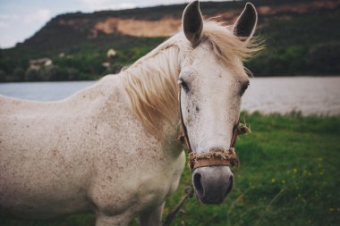 Çiftlikteki at. Otlaktaki at. Ot yiyen genç ve güzel bir atın portresi. Otlaktaki beyaz at portresi.