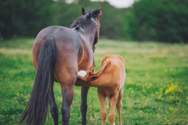 Bir kısrak tarlada yavrusunu sütle besler. Yavru tay annesinden süt içiyor. At yetiştiriciliği. Binicilik. Bebek at..