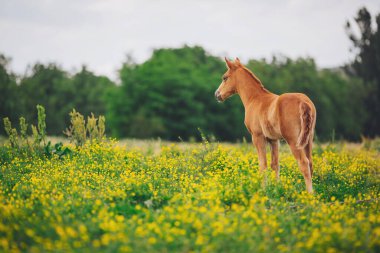 At yavrusu yaz otlağında. Baharda sarı çiçeklerle yeşil bir çayırda duran şirin genç at yavrusu.