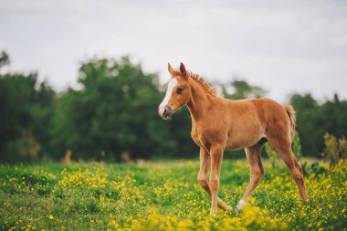  Küçük bir tay, bir tarla, çimen, gökyüzü. Çayırda tay otluyor. Çiçeklerle tarlada koşan bir tay. Özgürlüğün çayırında yürüyen güzel bir kuş yavrusu..