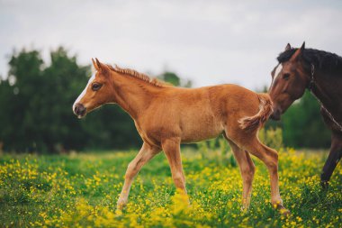 Yaz günü çayırda taylı bir fare. Nehir boyunca koşan vahşi kahverengi at sürüsü.. 