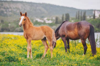 Küçük tay ve kısrak yaz otlaklarında dinleniyor ve otlanıyor. Küçük körfez yavrusu, annemle otlakta.. 