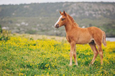 At yavrusu yaz otlağında. Baharda sarı çiçeklerle yeşil bir çayırda duran şirin genç at yavrusu.