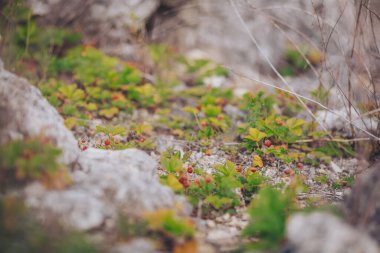 Ormanda taze yabani çilek. Yaz otlağında yabani çilek. Yenilebilir çilekler 