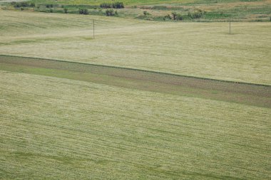 Yeşil çim tarlası. Tarlada buğday. İlkbaharda tarlada taze buğday filizleri