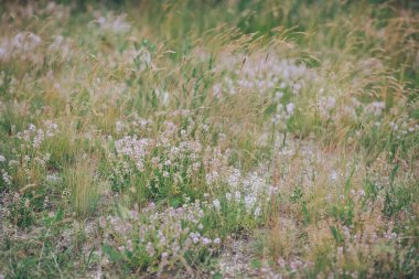 Yazın doğa, çayırda yabani çiçekler. Kırsal alan. doğal arkaplan