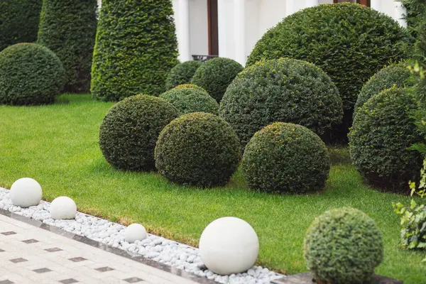 Yeşil bir park. Küçük çalılar. Dekoratif Ağaçlar ve Bitkilerle Bahçe ve Peyzaj. 