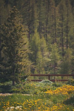 Karahindiba tarlaları, çitler, dağlardaki ormanlar.. 