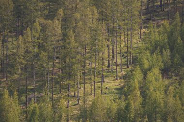 Bir çam ormanı. Sıcak bir yaz günü. Dağlardaki yamaçlardaki Evergreen ladin ormanları. Kozalaklı yeşil vahşi orman