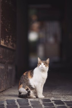 Meraklı kedi, sakin bir sokakta çevresini gözlemler ve şehir hayatının cazibesini yakalar.