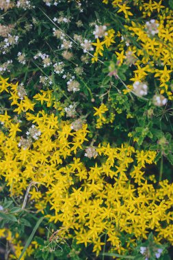 Vibrant yellow flowers beautifully adorn a rocky landscape, thriving amidst lush greenery under the warm glow of the afternoon sun. Nature's artistry shines in tranquility clipart