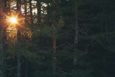Arka planı bulanık olan bir ağacın dikey görüntüsü. Altın güneş ışığı uzun ağaçların arasından akar, ormanı huzurlu bir ışıltıyla aydınlatır. Huzurlu atmosfer, huzurlu akşam saatlerinde doğayla rahatlama ve bağ kurma çağrısında bulunuyor.