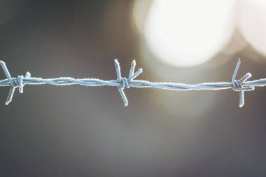 Yumuşak sabah ışığı parıldayan bir parıltı yayarken, dikenli teller narin don örtüleriyle kaplanır. Bu huzurlu an, doğanın sanatını açık hava ortamında sergiliyor.