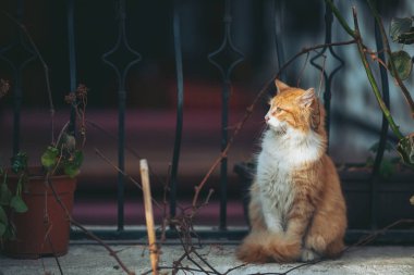 Turuncu bir tekir kedi, bir taş basamağa tünemiş, düşünceli bir şekilde bakar. Güneş ışığı yakınlardaki sarmaşıkların arasından süzülüp akşam yaklaşırken bahçede sakin bir ortam yaratır.