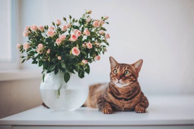 Bengal Kedisi, kapalı bir alanda pembe güllerin olduğu bir vazonun yanında yatıyor.. 