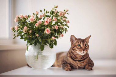 Bengal Kedisi, kapalı bir alanda pembe güllerin olduğu bir vazonun yanında yatıyor.. 