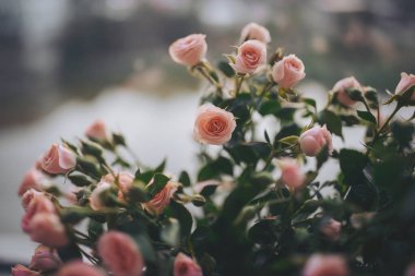 Güzel pembe güller bir vazonun içinde, bir pencerenin yanında, sakin manzaraya bakan.